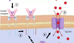 Understanding Anti-Diabetic Medications: A Comprehensive Scientific Overview
