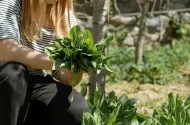 Comercio Justo: Un Pilar Fundamental para la Sostenibilidad Ambiental y Social