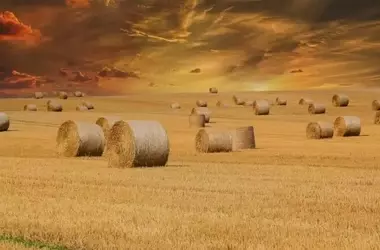 La Política Agraria Común: De Aspiración Ambiental a Desilusión Financiera