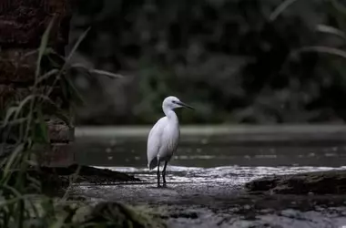 España y la Convención Ramsar: Un Llamado Urgente a la Protección de Humedales
