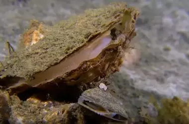 Jardinería de Ostras: Una Estrategia Innovadora para la Salud del Mar Menor