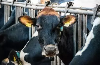 Rebeldes Indignadas: Un Año de Activismo Ecosocial y Antiespecista por la Verdad Climática