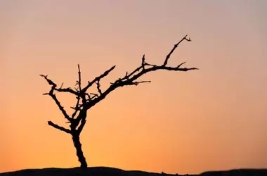 Desertificación en Almería: La Crisis Silenciosa de los Árboles y la Inacción Institucional