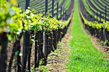 La revitalización rural: clave para combatir los incendios forestales en España