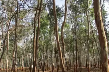 La Gestión Forestal Privada y su Impacto en los Megaincendios