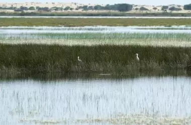 Recuperación Ecológica e Hidrológica en Doñana: Un Proyecto Emblemático en Finca Los Mimbrales