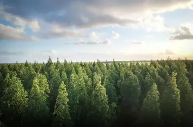 La Desaceleración de la Deforestación: Un Respiro Incompleto para los Bosques Globales