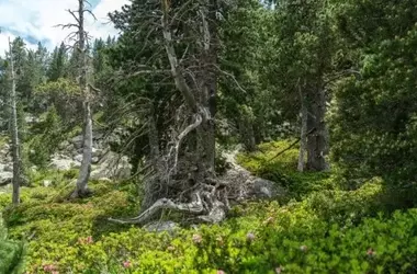 ForesFuture: Modelando el Futuro de los Bosques Catalanes