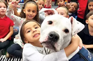 Cole: The Deaf Pitbull Whose Superpower is Inclusion
