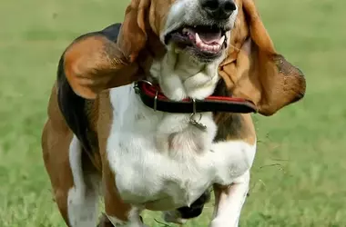 Nine Canine-Inspired Resolutions for a Fulfilling New Year