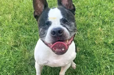 Heartwarming Tales of Canine Companionship and Resilience