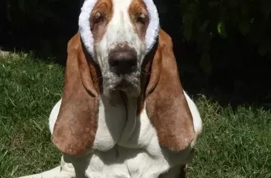 Festive Pups: Canine Easter Celebrations