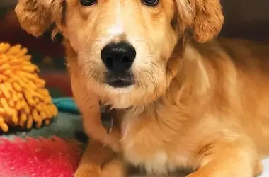 A Beacon of Hope: Strider's Journey and the Pet Sponsorship Program