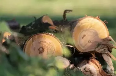 Impacto Devastador del Consumo Europeo: 149 Millones de Árboles Perdidos por Cacao, Soja, Aceite de Palma y Carne Bovina