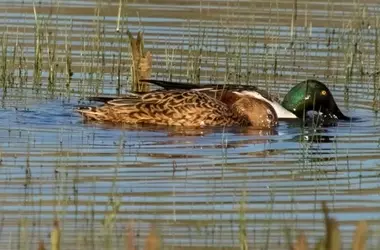 El acuífero de Doñana: Un año húmedo sin recuperación