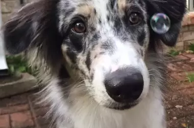 Celebrating International Women's Day with Our Canine Companions