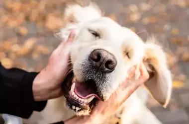 The Healing Power of Sunshine: A Therapy Dog's Journey of Love and Forgiveness