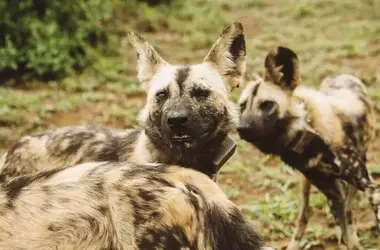 A Dedicated Conservationist's Fight to Save African Wild Dogs