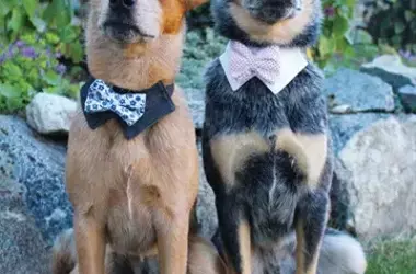 A Compilation of Beloved Canine Companions