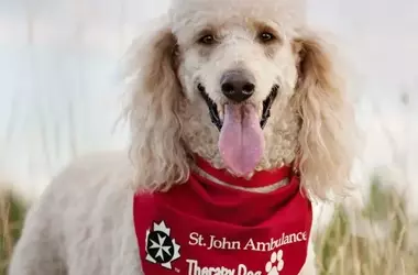 Therapy Dogs: Spreading Joy and Comfort Across Communities