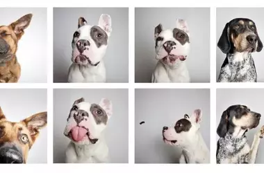 Innovative Photo Campaign Boosts Dog Adoptions