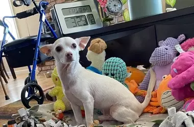 A Centenarian's New Companion: The Joy of Senior Dog Adoption