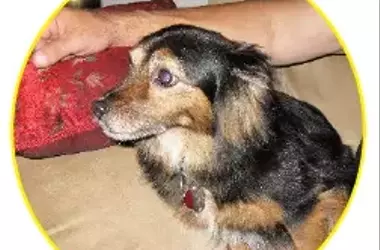 A Lifetime of Companionship: Honoring an Aging Canine Friend