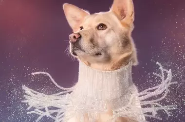 From Despair to Dignity: Rescued Dogs Find New Lives