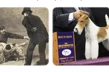 The Enduring Legacy of the Westminster Dog Show