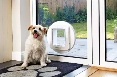 From Childhood Curiosity to Pet Care Innovation: The Story of SureFlap