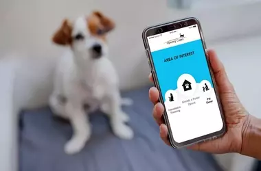 New App Streamlines Animal Fostering Amidst Pandemic