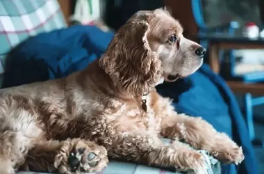 Heartfelt Bonds: Stories of Unconditional Love and Life Lessons from Our Canine Companions