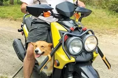 From Adversity to Industry Leadership: The Inspiring Journey of Sturdi Pet Carriers