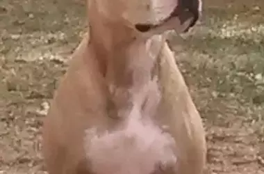 Dogs Embracing the Spirit of Summer