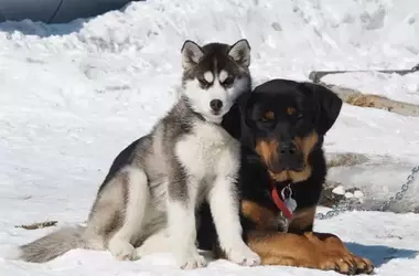 Compassionate Care Reaches Remote Canine Communities