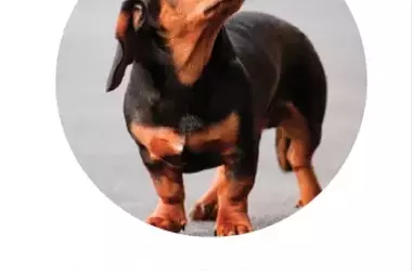 Understanding Canine Empathy: More Than Just Emotional Contagion