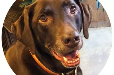 A Decade of Unconditional Love: Charlie's Journey