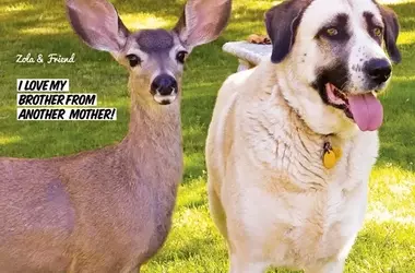 Breathtaking Dog Photography: A Visual Journey