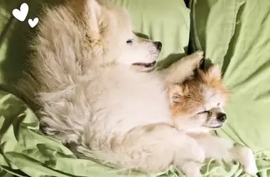 An Unbreakable Bond: The Inspiring Tale of Zen and Hoshi