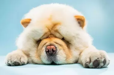 From Detour to Dream: The Kapture 9 Studios Story and Expert Pet Photography Tips