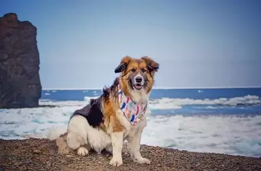 A Gallery of Beloved Canine Companions from Across North America