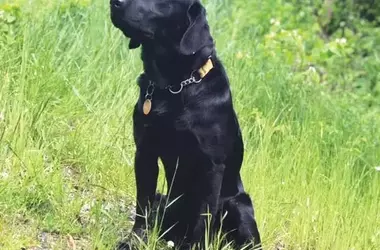 The Healing Power of Canine Companionship: Stories of Rescued Dogs Transforming Lives