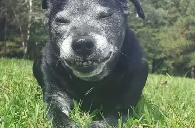 The Joyful Lives of Our Canine Companions