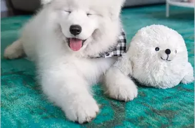 Top Instagram Pets to Brighten Your Day