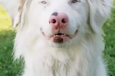 Inspiring Tales of Remarkable Canines