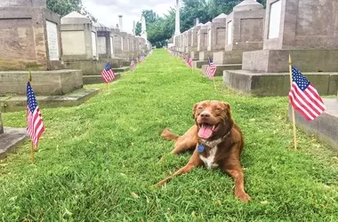 Historic Congressional Cemetery: A Vibrant Community Hub for Dogs and People