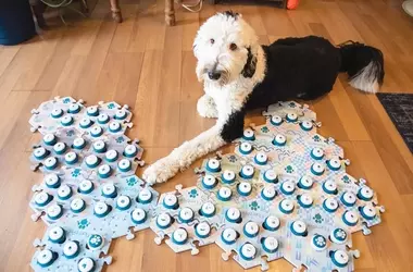 The Remarkable Communicative Abilities of Internet Sensation Bunny the Dog