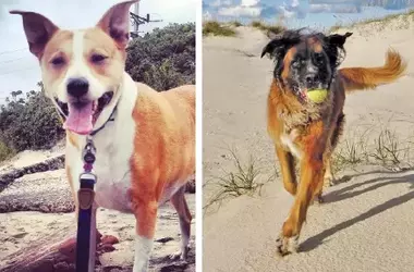 Zuke's Launches Innovative Social Media Campaign to Support Pet Cancer Research