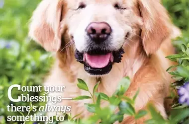 The Art of Canine Companionship: A Visual Journey