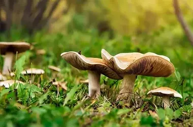 The Perilous Unregulated Market of Mushroom Edibles